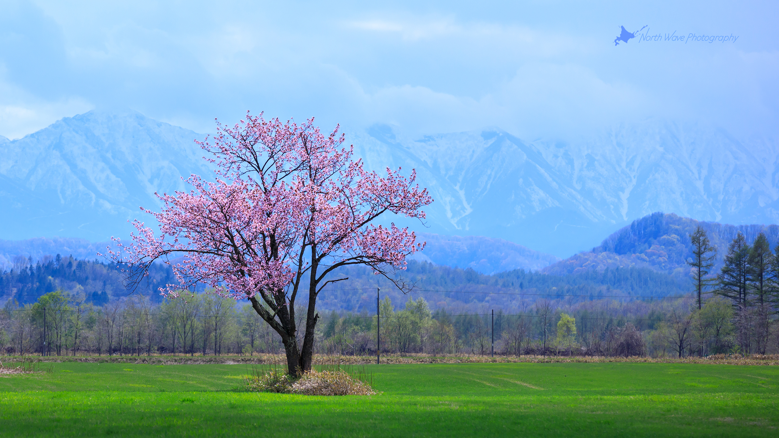 北海道の壁紙 一本桜と日高山脈 North Wave Photography