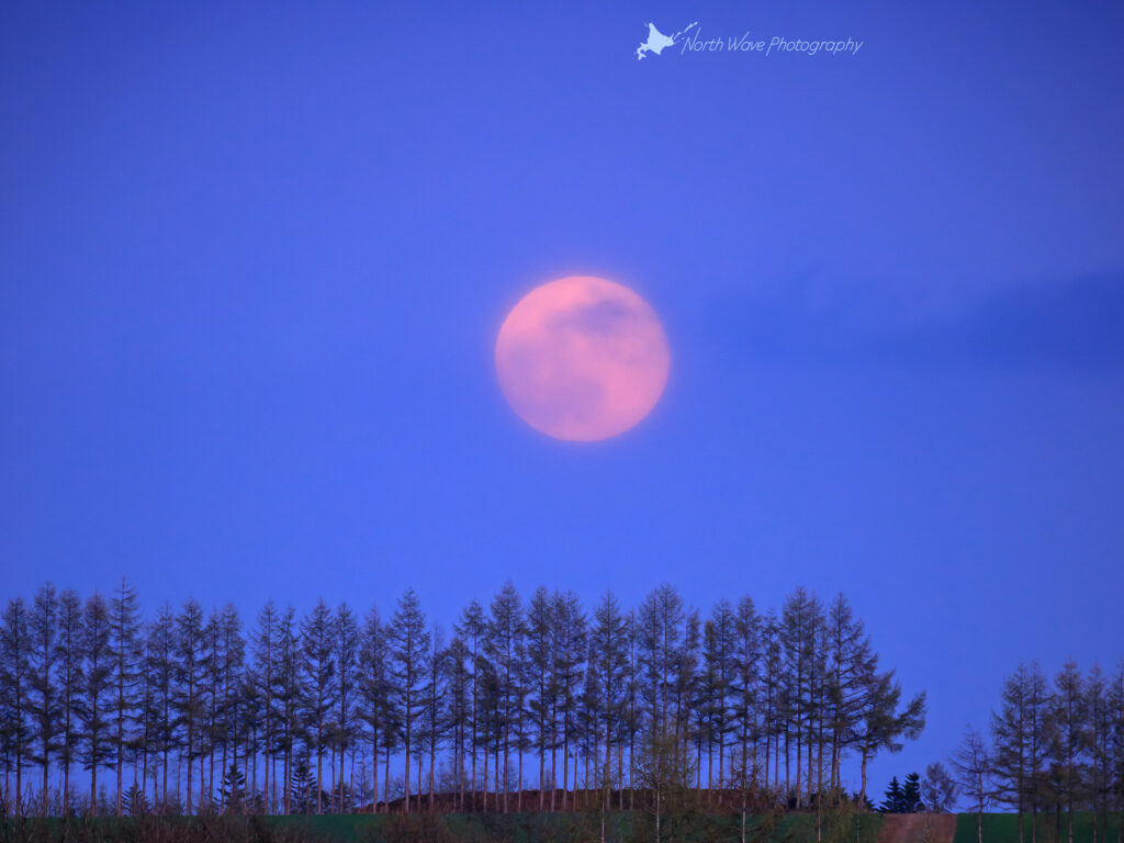 北海道の壁紙 防風林と赤い月 North Wave Photography