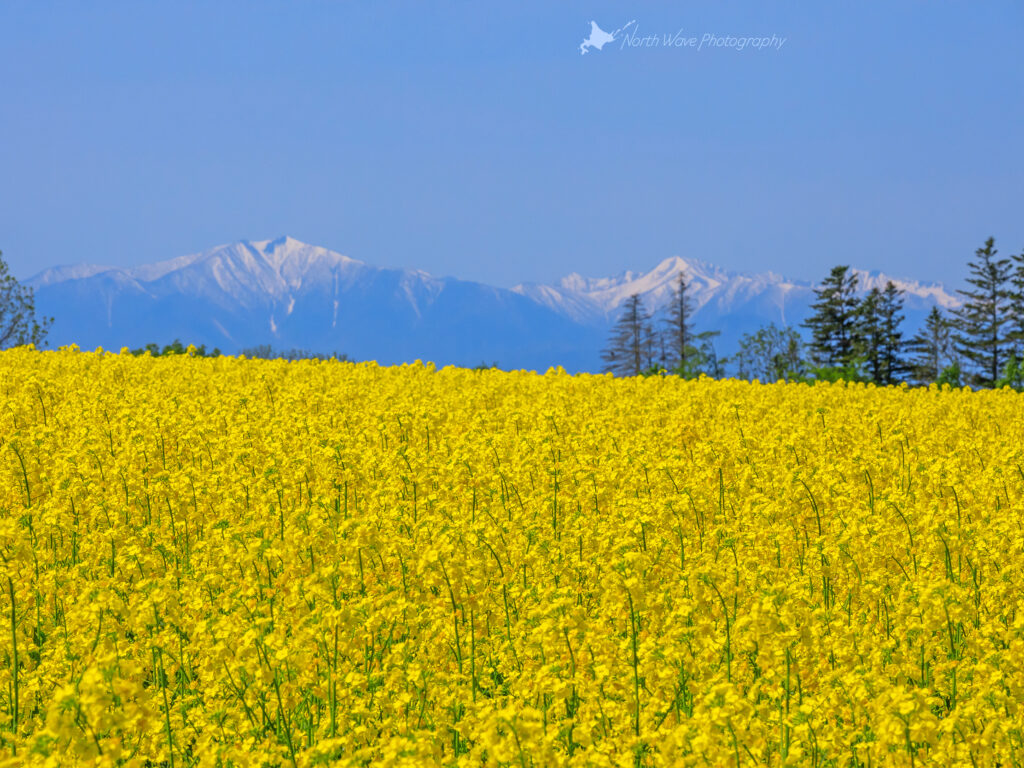 北海道の壁紙 菜の花畑と日高山脈 North Wave Photography