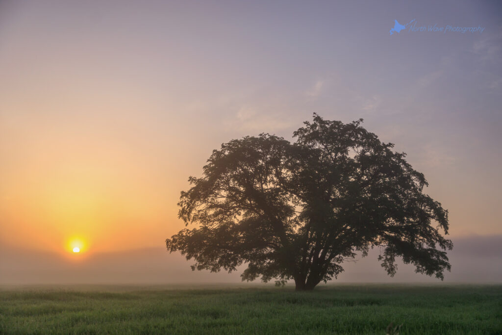 foggy-elm-tree-for-SurfaceProX