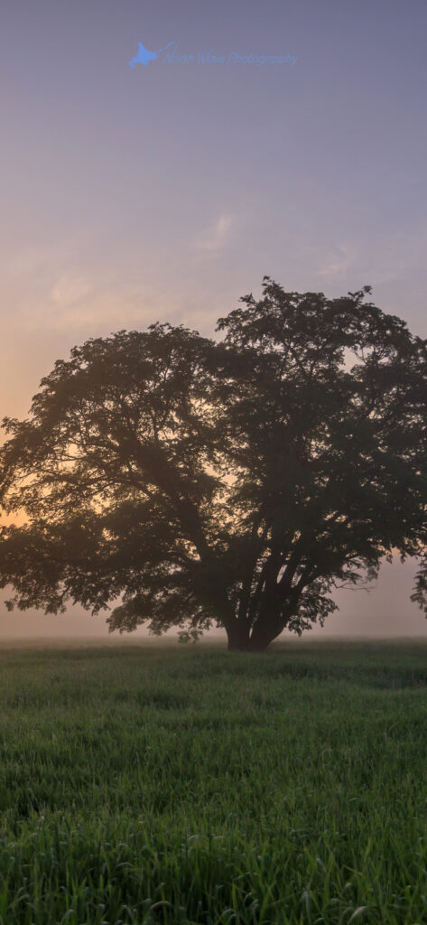foggy-elm-tree-for-iPhone12
