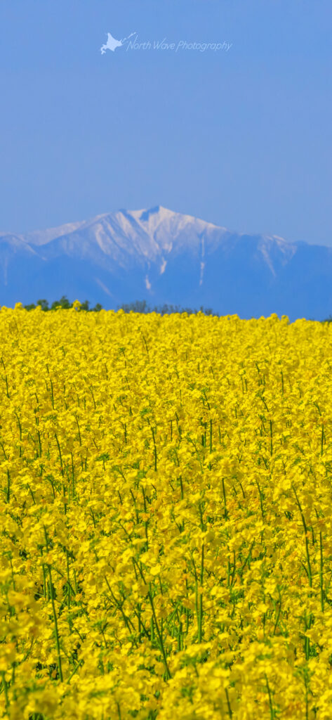 canola-field-and-hidaka-mountains-for-iphone12