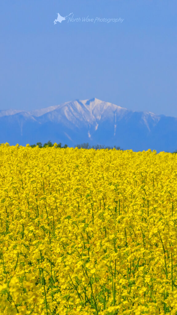 canola-field-and-hidaka-mountains-for-iphone8