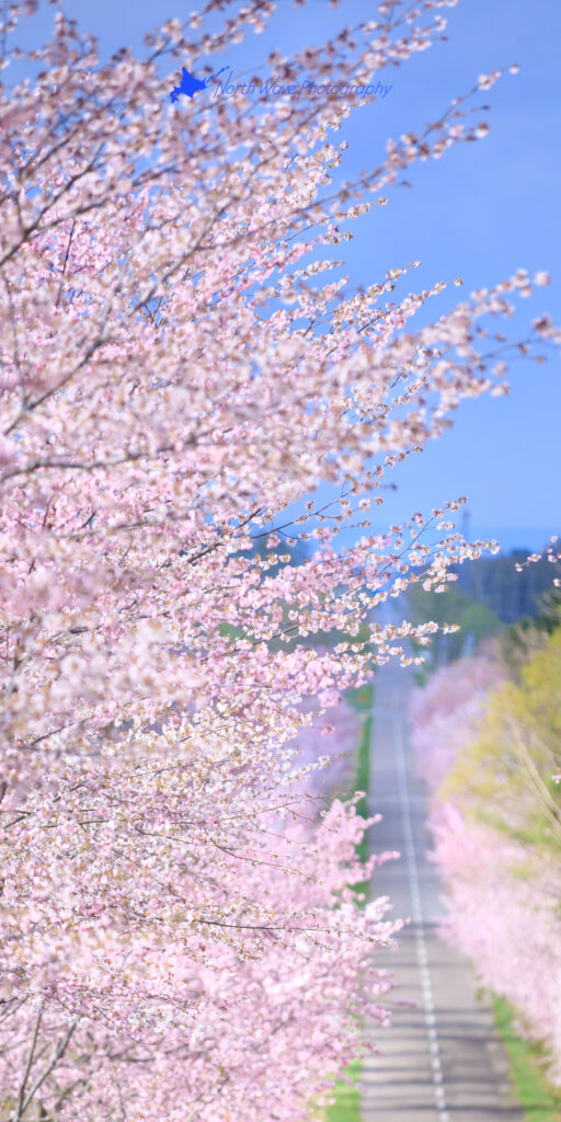 cherry-blossom-trees-and-straight-road-for-aquos