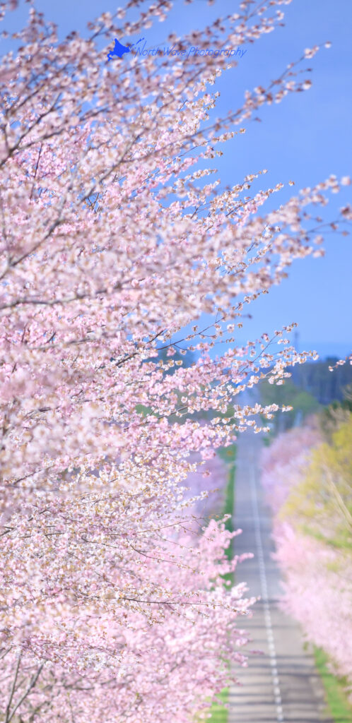 cherry-blossom-trees-and-straight-road-for-galaxy