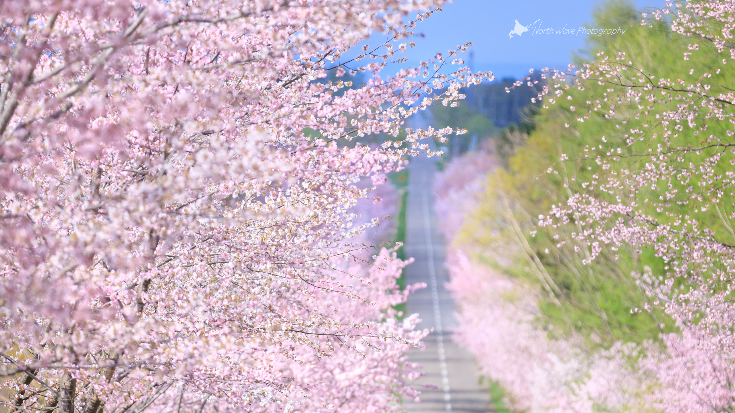 北海道の風景壁紙 サクラ並木と直線道路 No 7 North Wave Photography