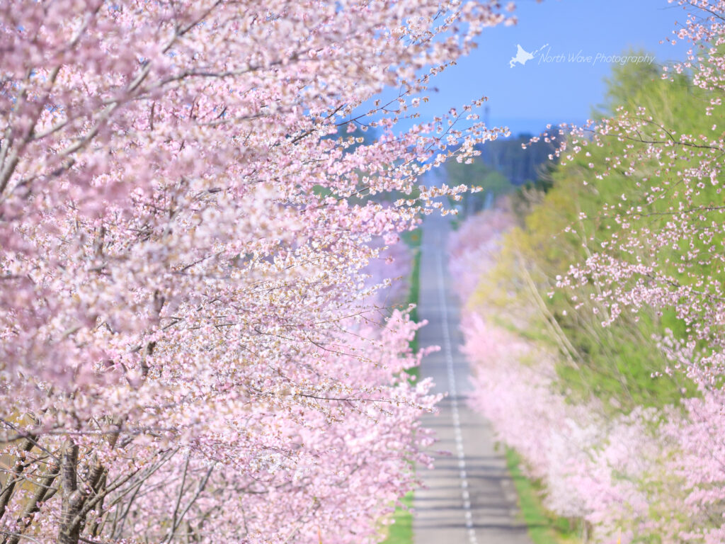 cherry-blossom-trees-and-straight-road-for-ipadpro