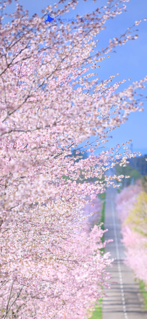 cherry-blossom-trees-and-straight-road-for-iphone12