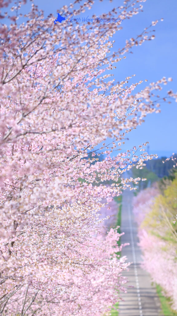 cherry-blossom-trees-and-straight-road-for-iphone8