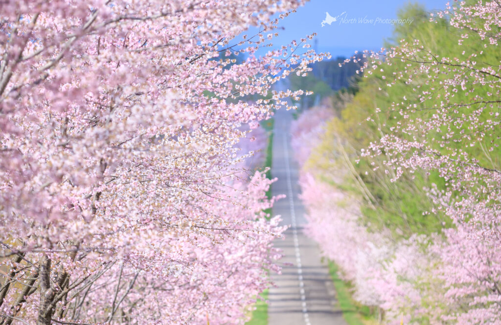 cherry-blossom-trees-and-straight-road-for-macbookpro