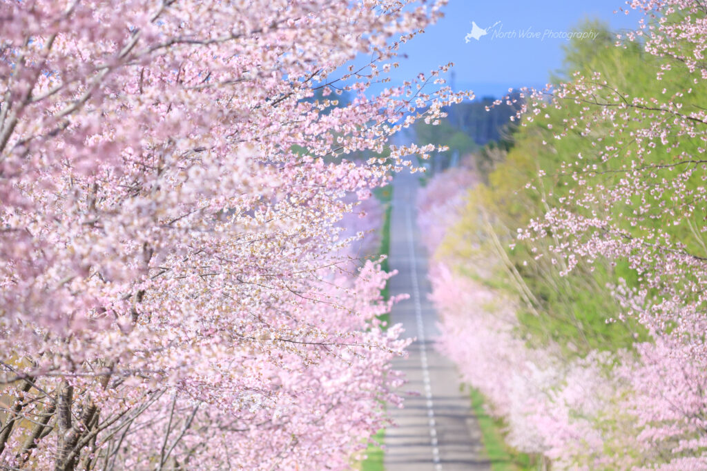 cherry-blossom-trees-and-straight-road-for-surfaceprox