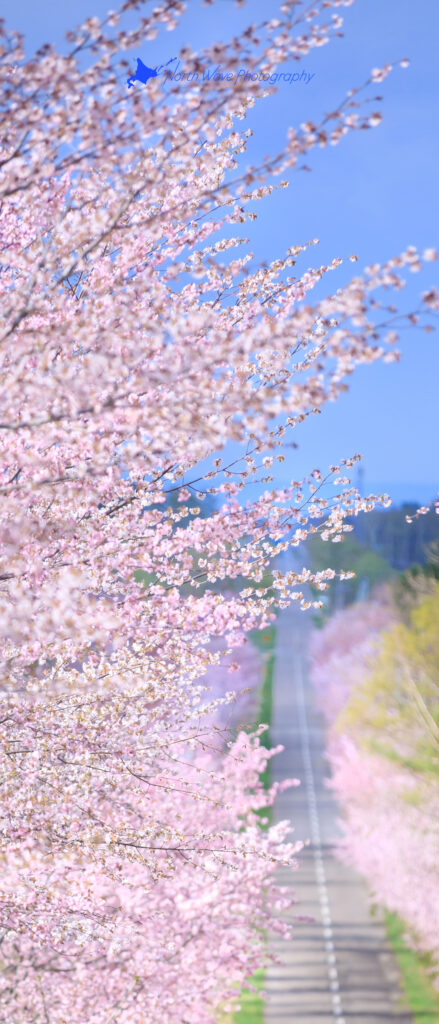 cherry-blossom-trees-and-straight-road-for-xperia