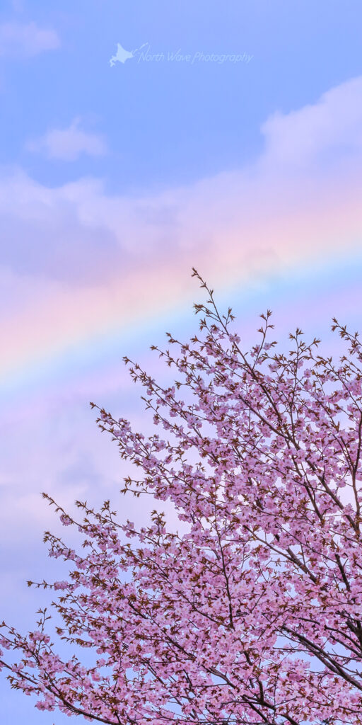 cherry-blossoms-and-rainbow-for-aquos