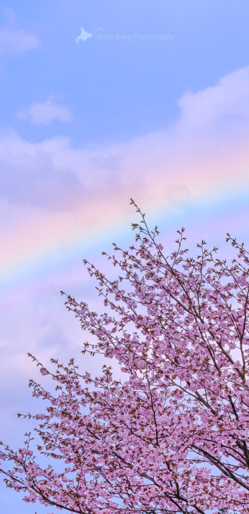 cherry-blossoms-and-rainbow-for-galaxy