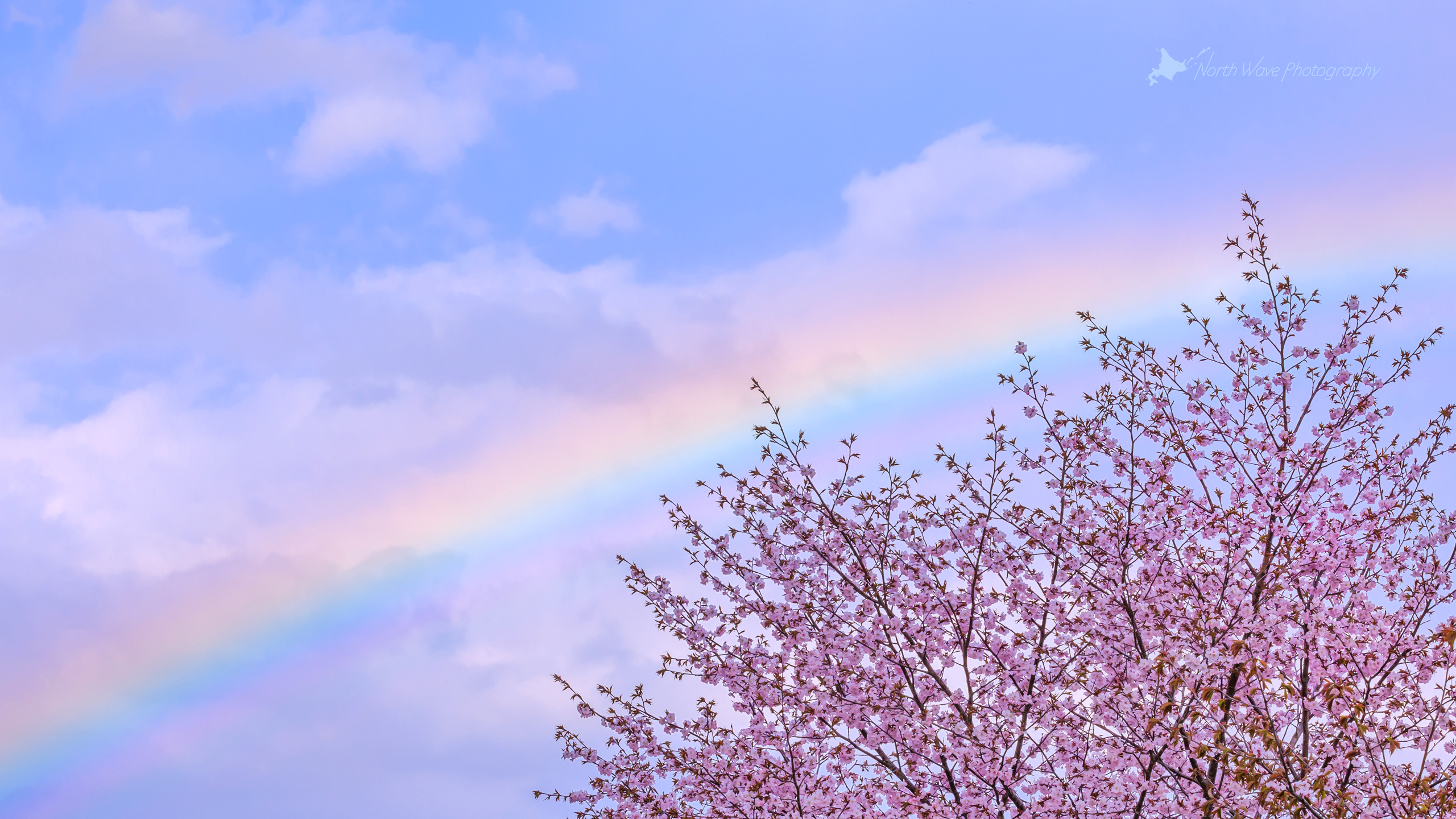 cherry-blossoms-and-rainbow-for-imac
