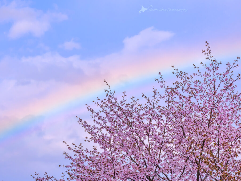 cherry-blossoms-and-rainbow-for-ipadpro