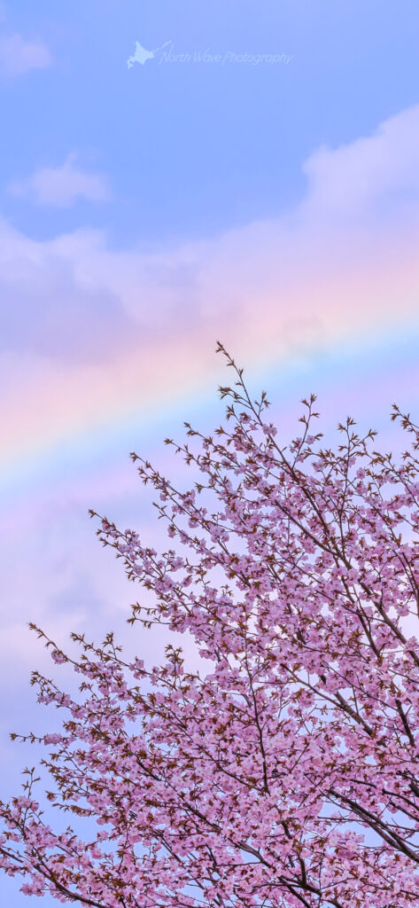 cherry-blossoms-and-rainbow-for-iphone12