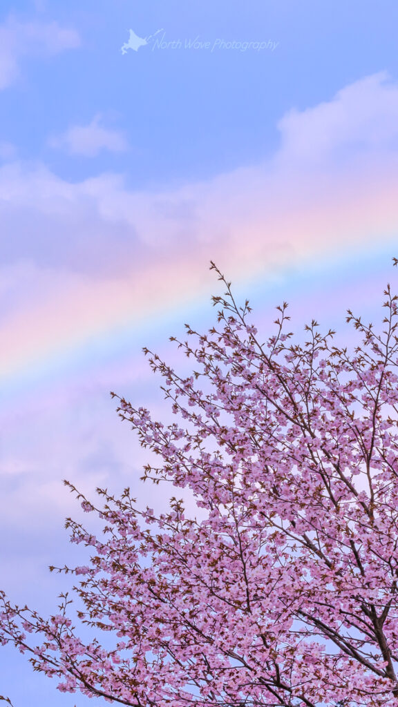 cherry-blossoms-and-rainbow-for-iphone8