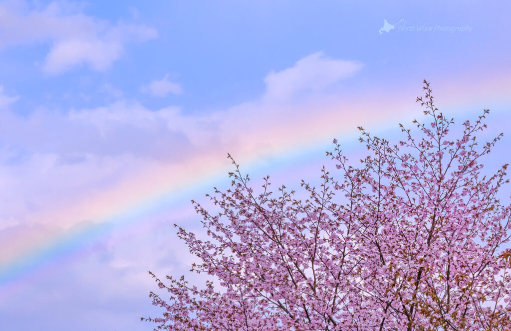cherry-blossoms-and-rainbow-for-macbookpro
