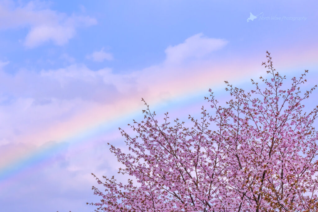 cherry-blossoms-and-rainbow-for-surfaceprox