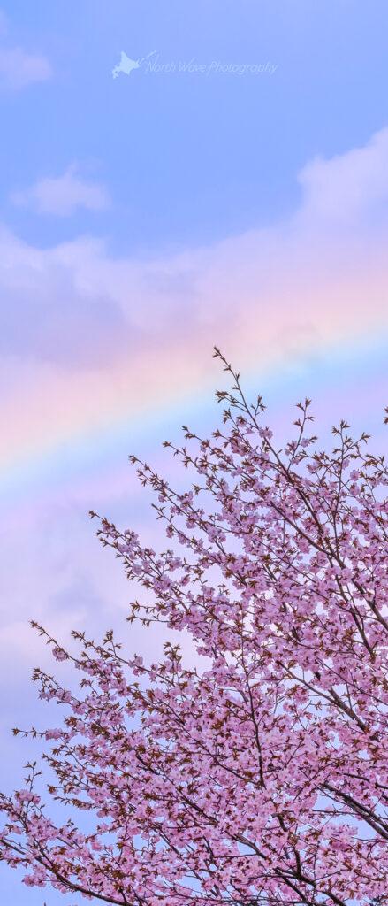 cherry-blossoms-and-rainbow-for-xperia