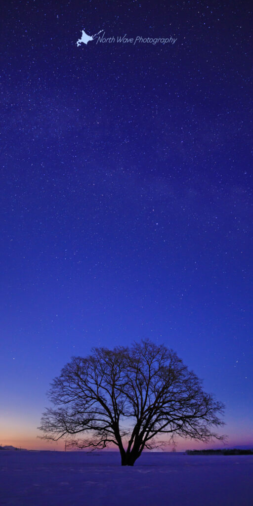 milkyway-and-elm-tree-for-aquos