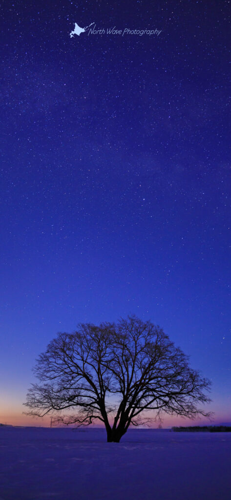 milkyway-and-elm-tree-for-iphone12