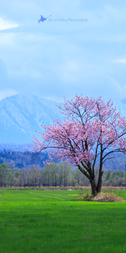 one-cherrytree-and-the-hidaka-mountains-for-aquos
