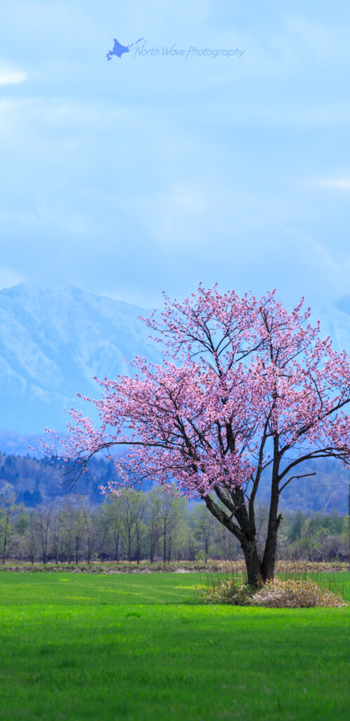 one-cherrytree-and-the-hidaka-mountains-for-galaxy