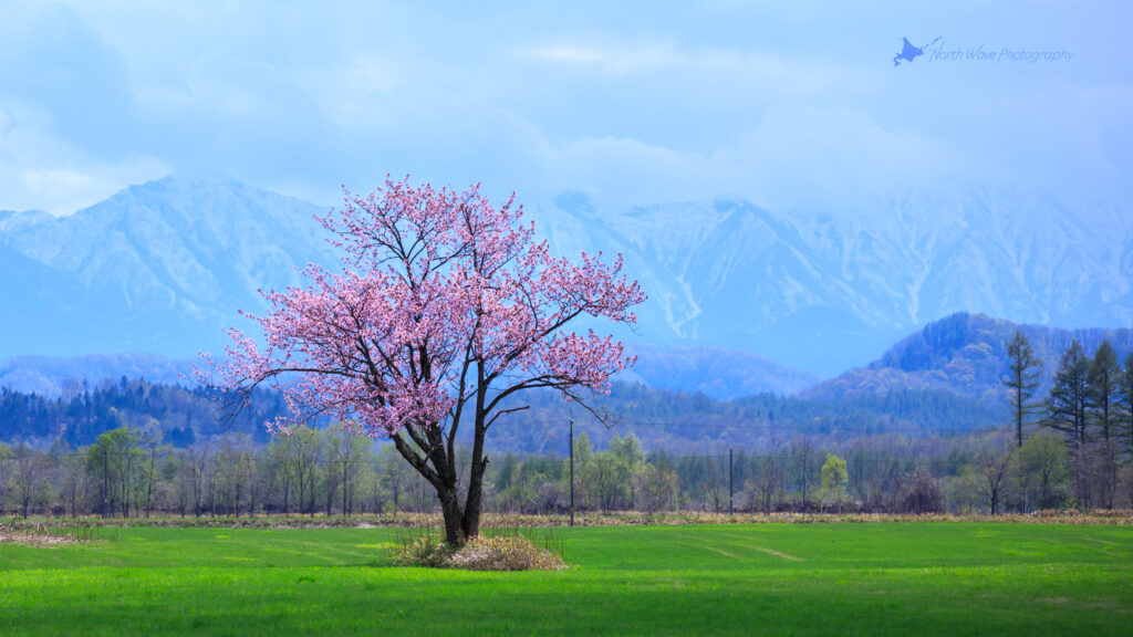 one-cherrytree-and-the-hidaka-mountains-for-imac