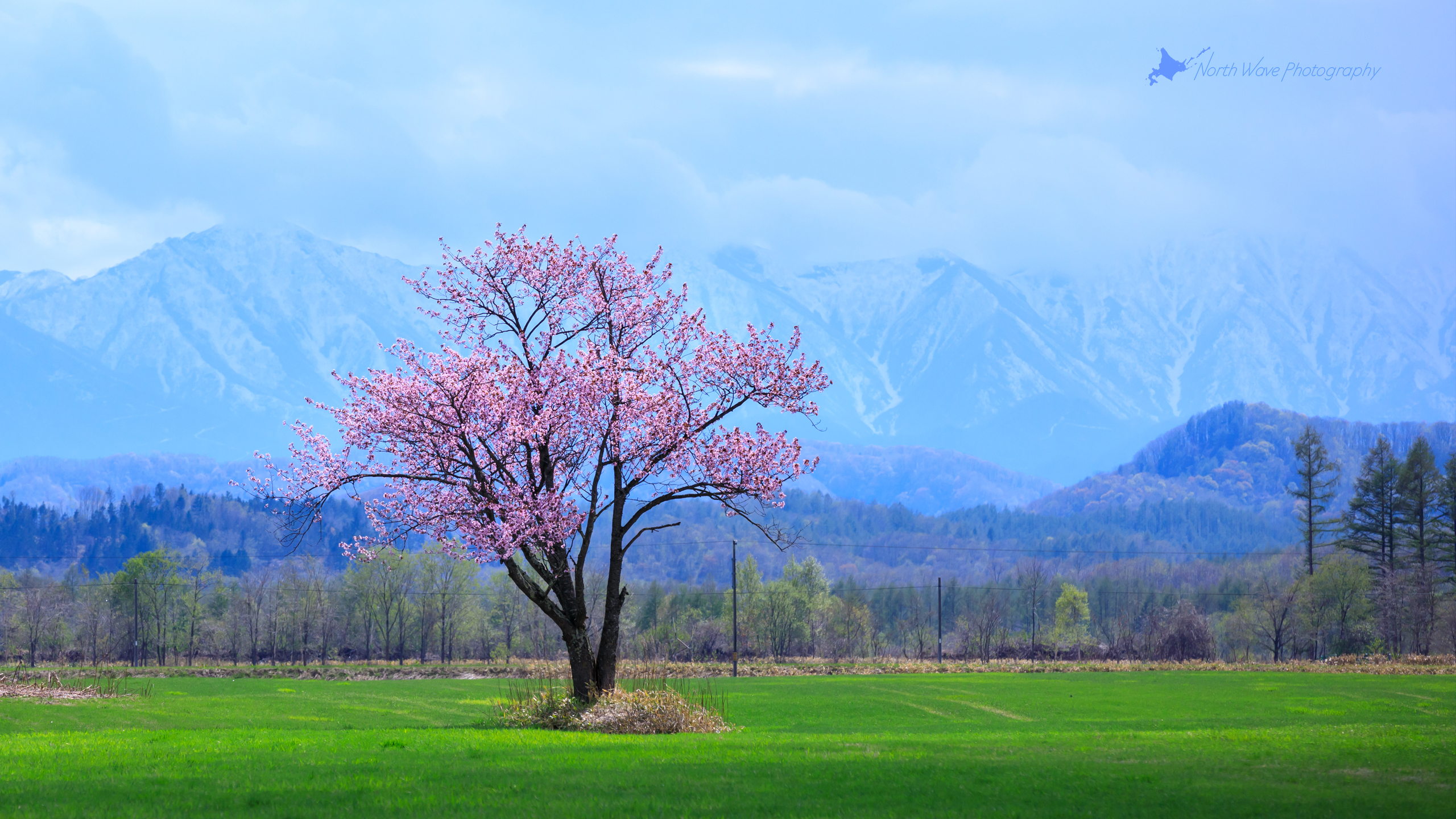 北海道の風景壁紙 一本桜と日高山脈 No 5 North Wave Photography