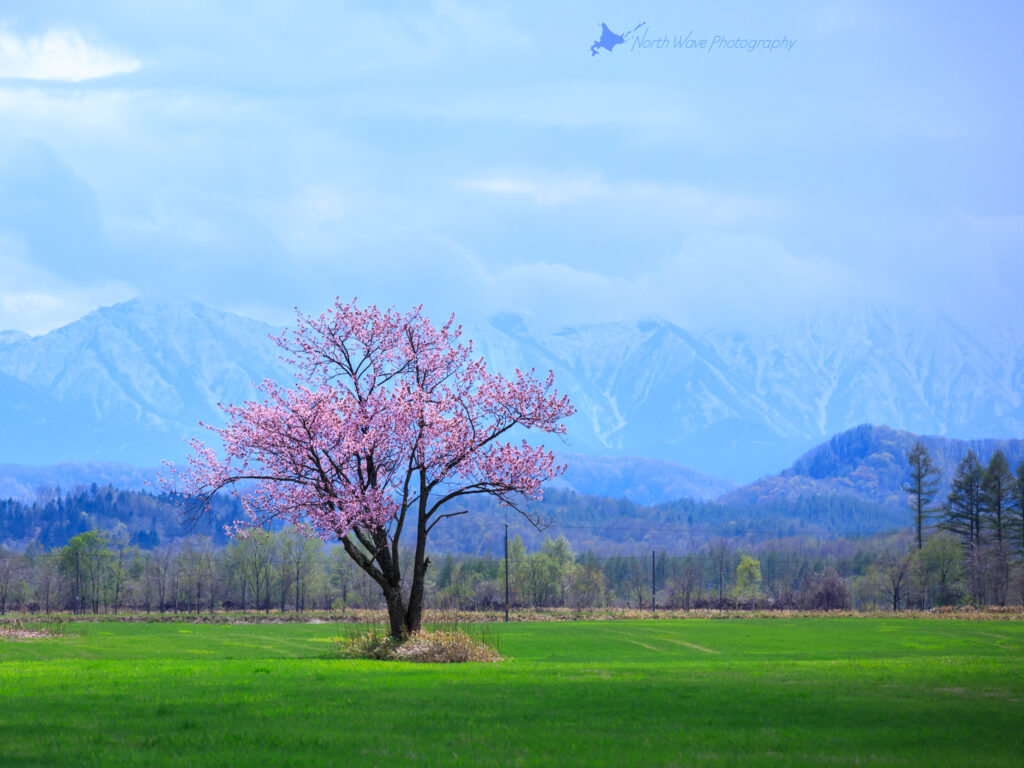one-cherrytree-and-the-hidaka-mountains-for-ipadpro
