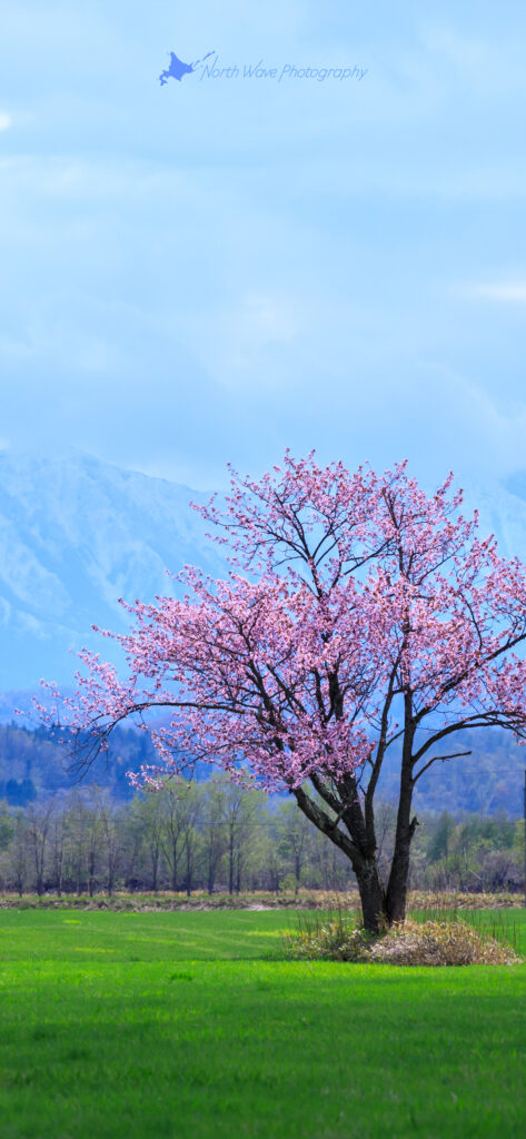one-cherrytree-and-the-hidaka-mountains-for-iphone12