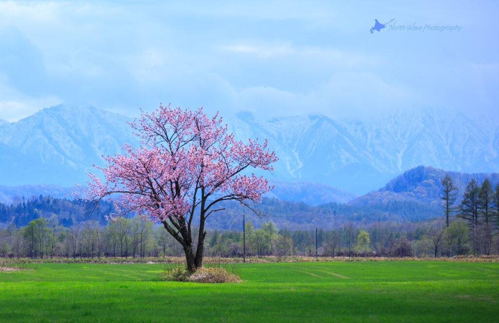 one-cherrytree-and-the-hidaka-mountains-for-macbookpro