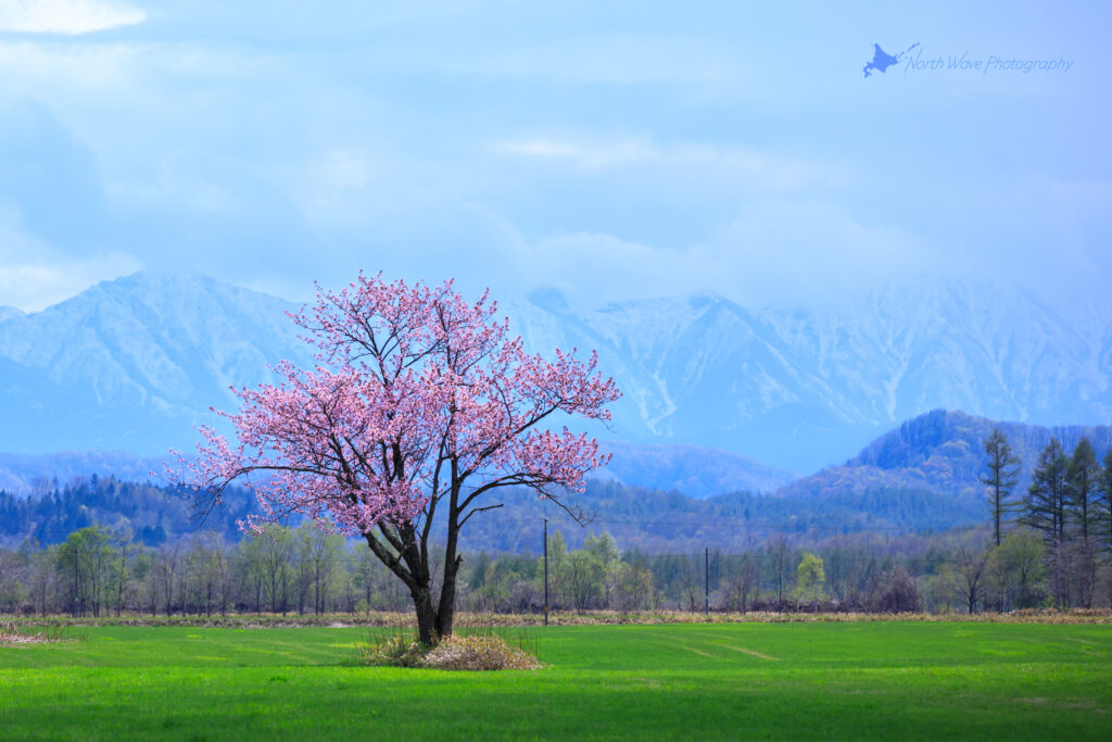 one-cherrytree-and-the-hidaka-mountains-for-surfaceprox