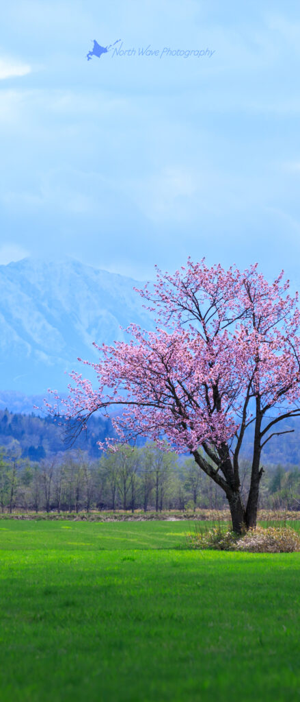 one-cherrytree-and-the-hidaka-mountains-for-xperia