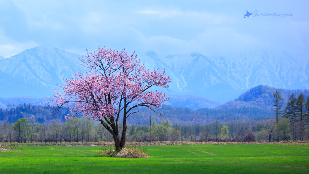 北海道の風景壁紙「一本桜と日高山脈」No.5 - North Wave Photography