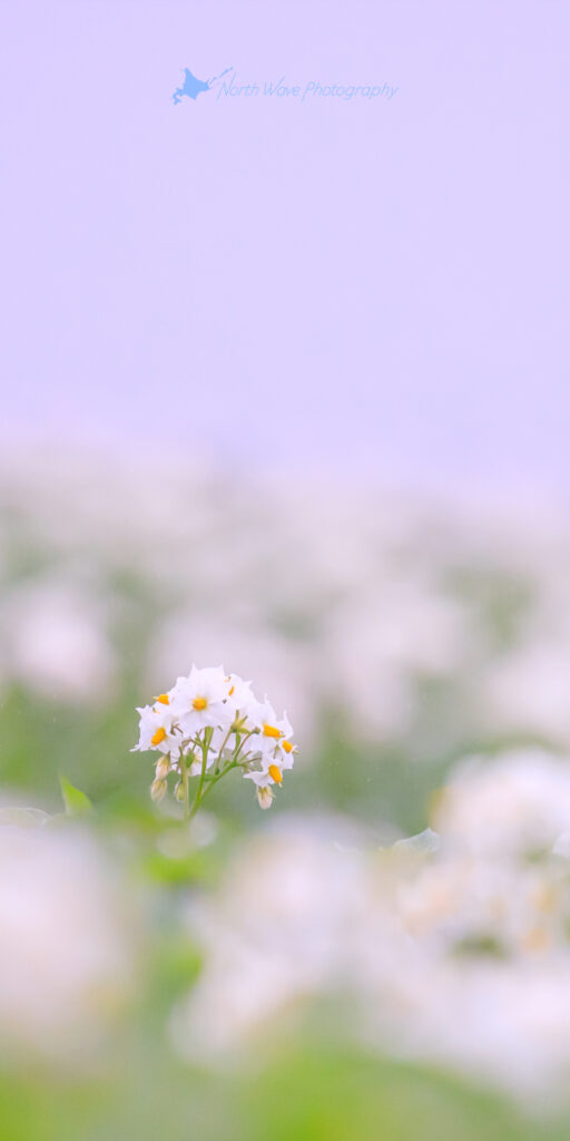 potato-flowers-in-the-fog-for-aquos