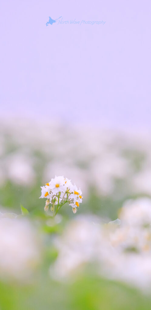 potato-flowers-in-the-fog-for-galaxy