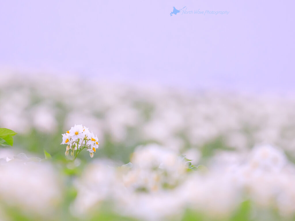 北海道の風景壁紙 霧のジャガイモの花 No 19 North Wave Photography