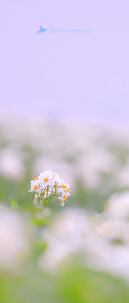 potato-flowers-in-the-fog-for-xperia