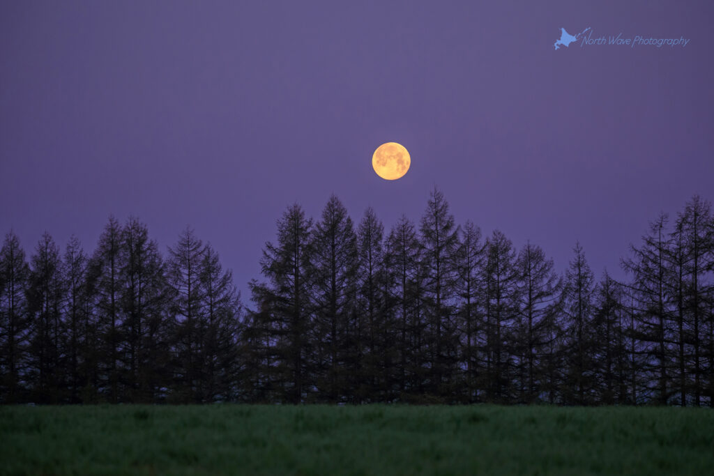 wheat-field-morning-moon-for-surfaceprox