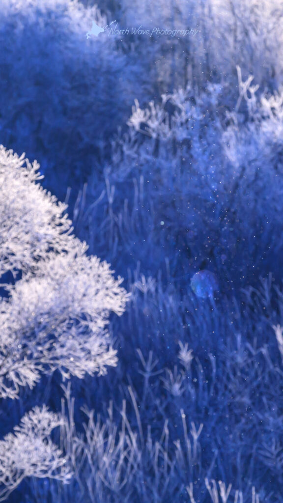 rime-on-trees-and-diamond-dust-for-iphone8
