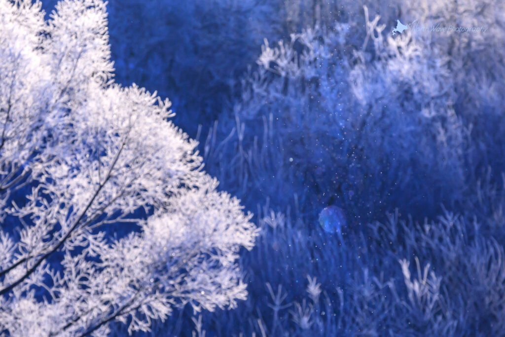 rime-on-trees-and-diamond-dust-for-surfaceprox