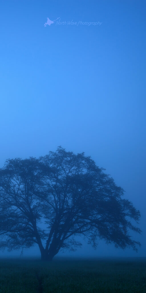 elm-tree-fog-in-blue-moment-for-aquos