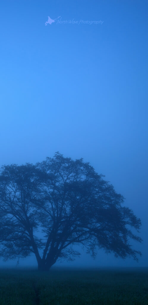 elm-tree-fog-in-blue-moment-for-galaxy