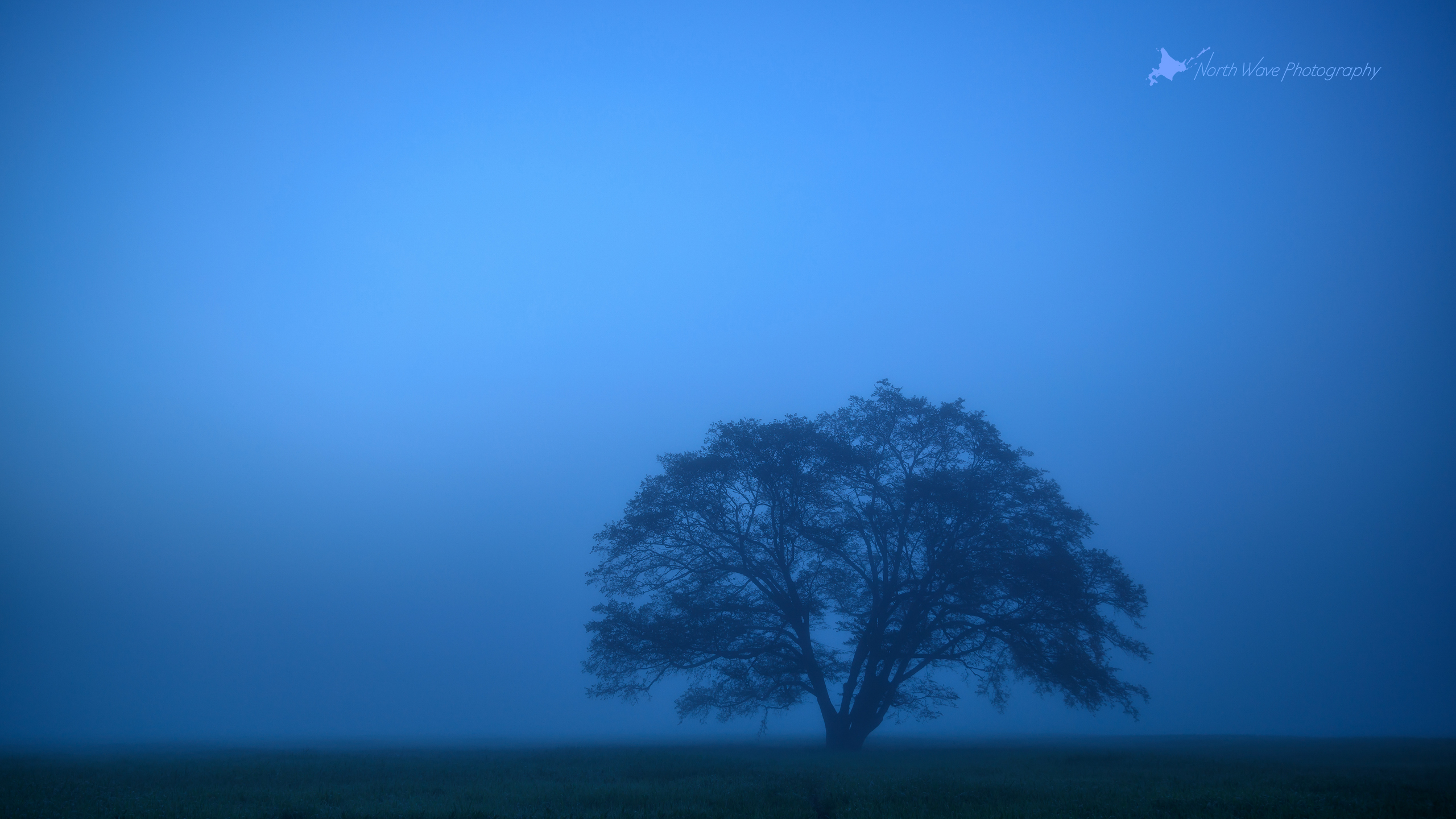elm-tree-fog-in-blue-moment-for-imac