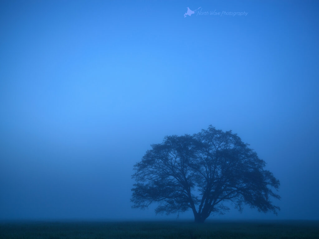 elm-tree-fog-in-blue-moment-for-ipadpro
