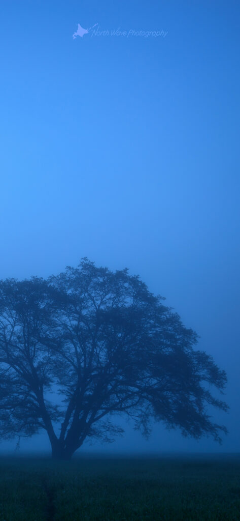 elm-tree-fog-in-blue-moment-for-iphone12