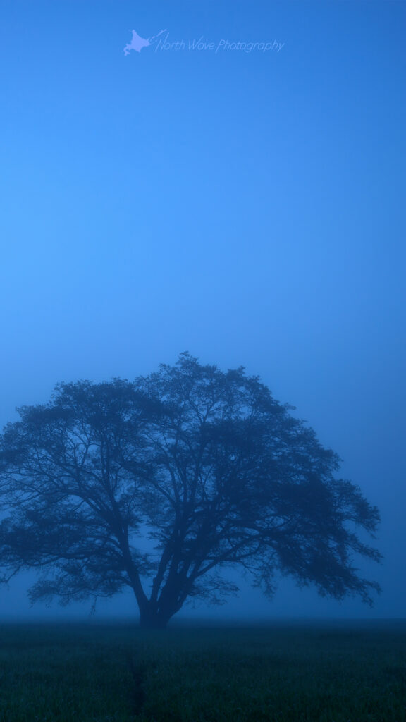 elm-tree-fog-in-blue-moment-for-iphone8